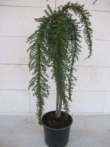Nespolo nano mirelle - nespolo,